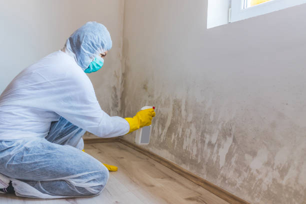 Licensed Mold Inspection service in Garden City, GA - WQB Mold Removal